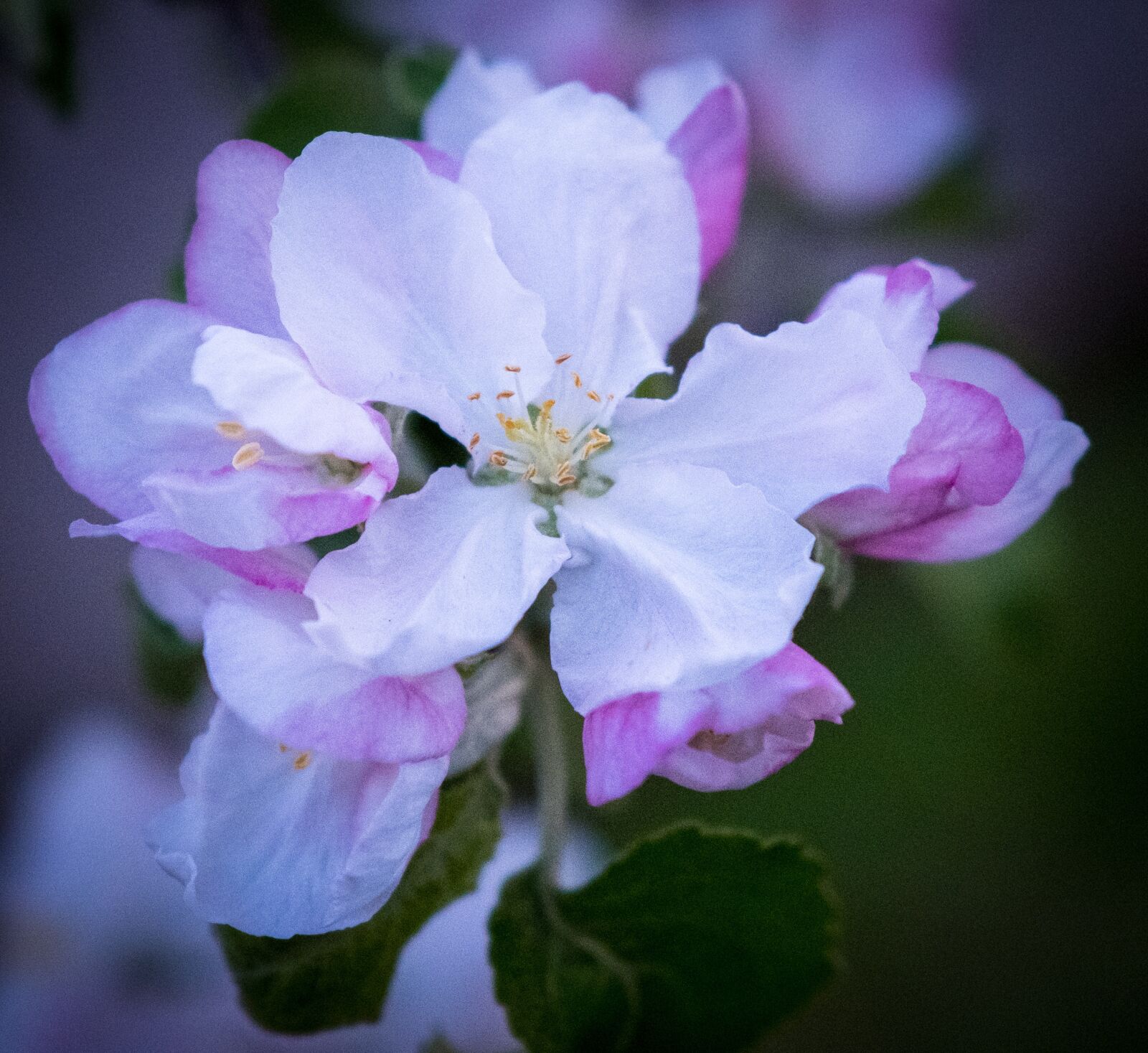 Fujifilm XF 16-55mm F2.8 R LM WR sample photo. Flower, plant, nature photography