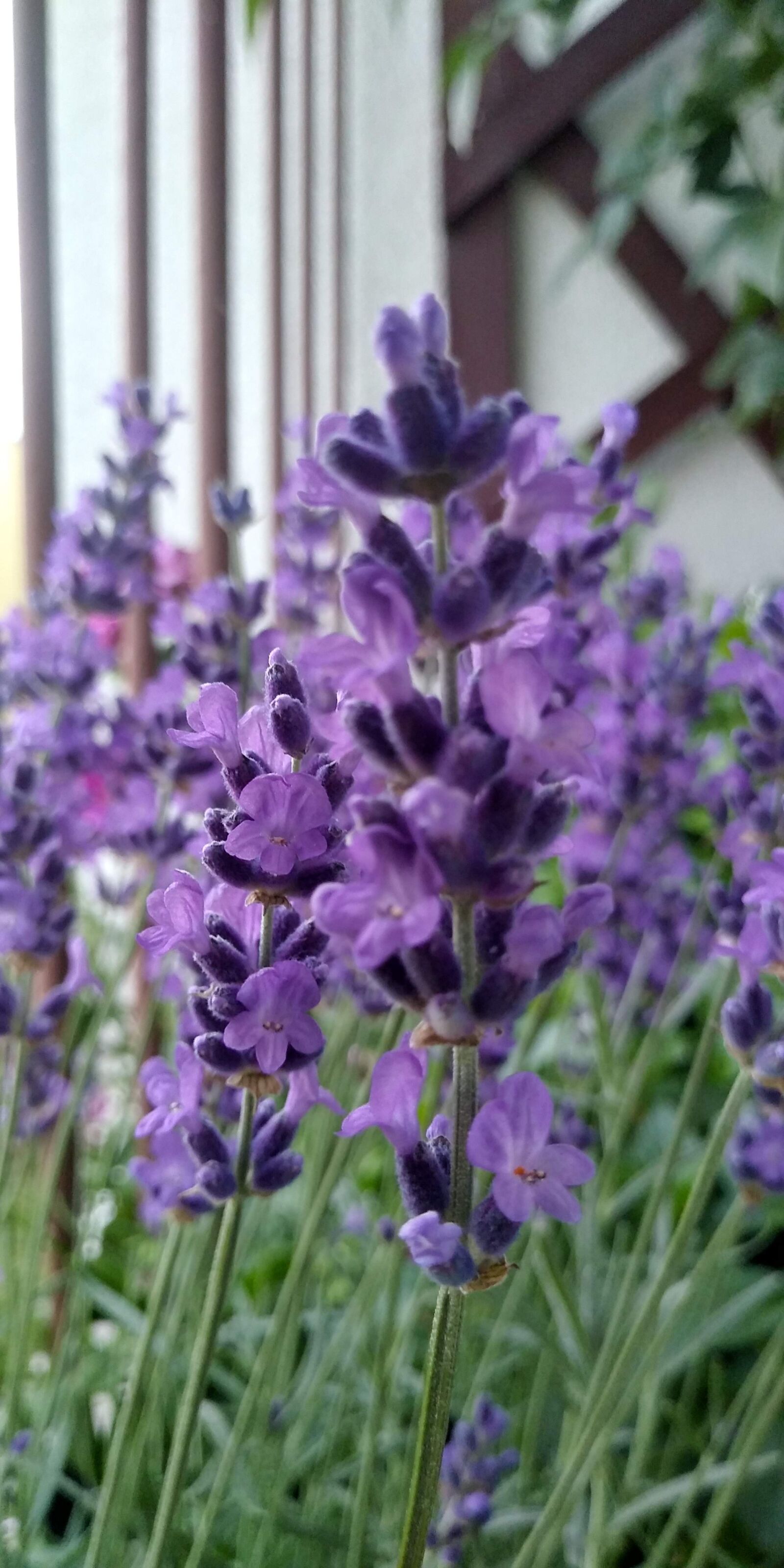 LG Q6 sample photo. Flowers, lavender, purple photography