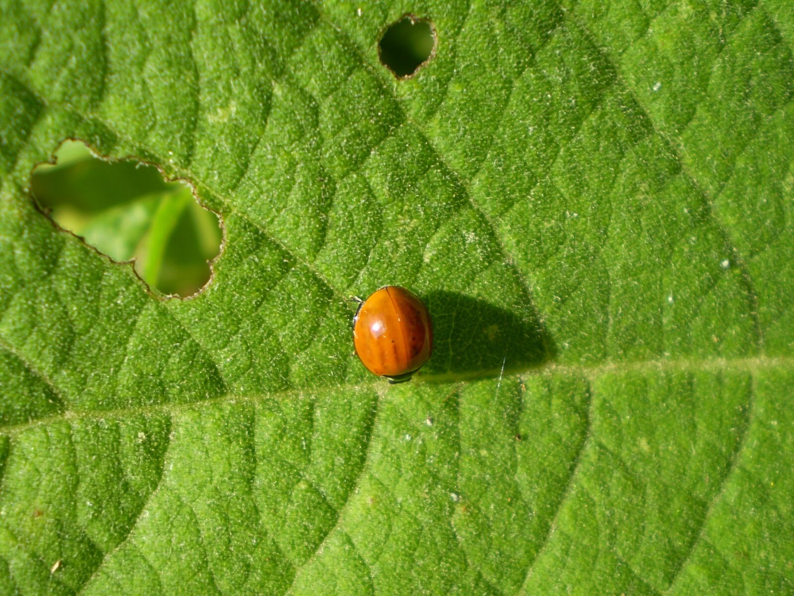 Olympus FE210,X775 sample photo. Bichito, orange, in the photography