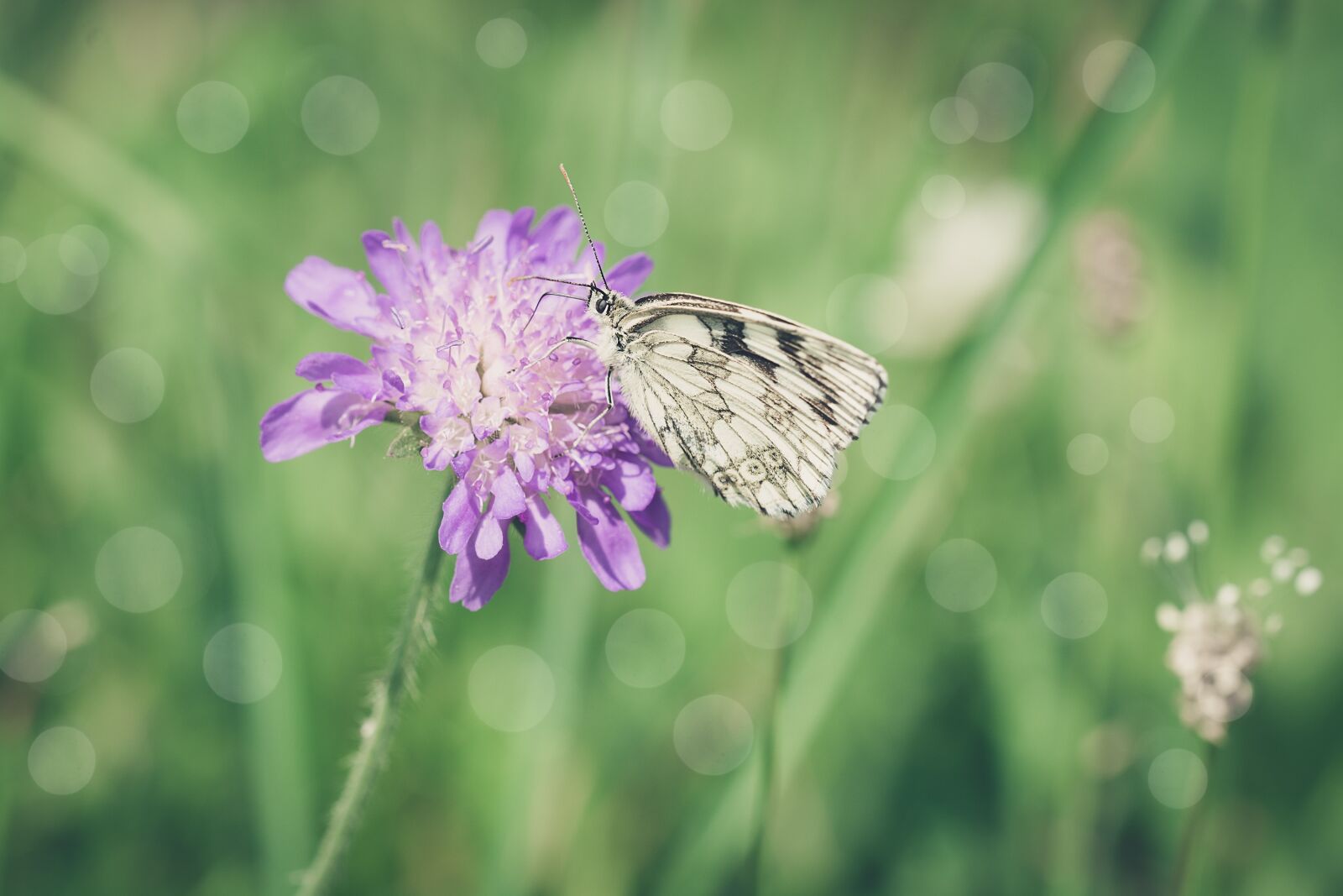 Nikon D7100 sample photo. Butterfly, flower, blossom photography