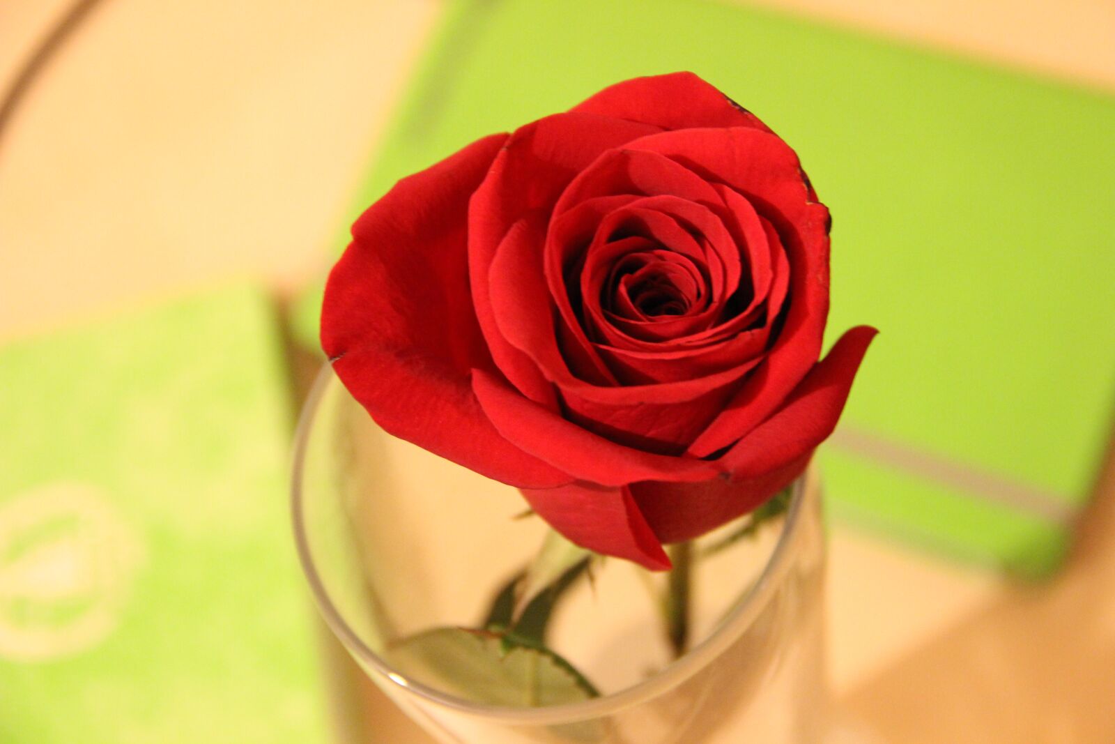 Canon EOS 600D (Rebel EOS T3i / EOS Kiss X5) sample photo. Flower, love scam, rose photography