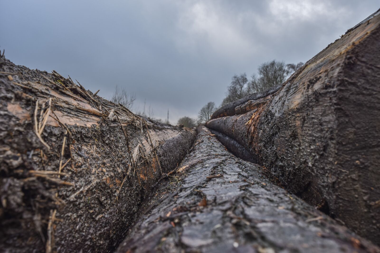 Nikon D3300 sample photo. Wood, tree trunks, nature photography