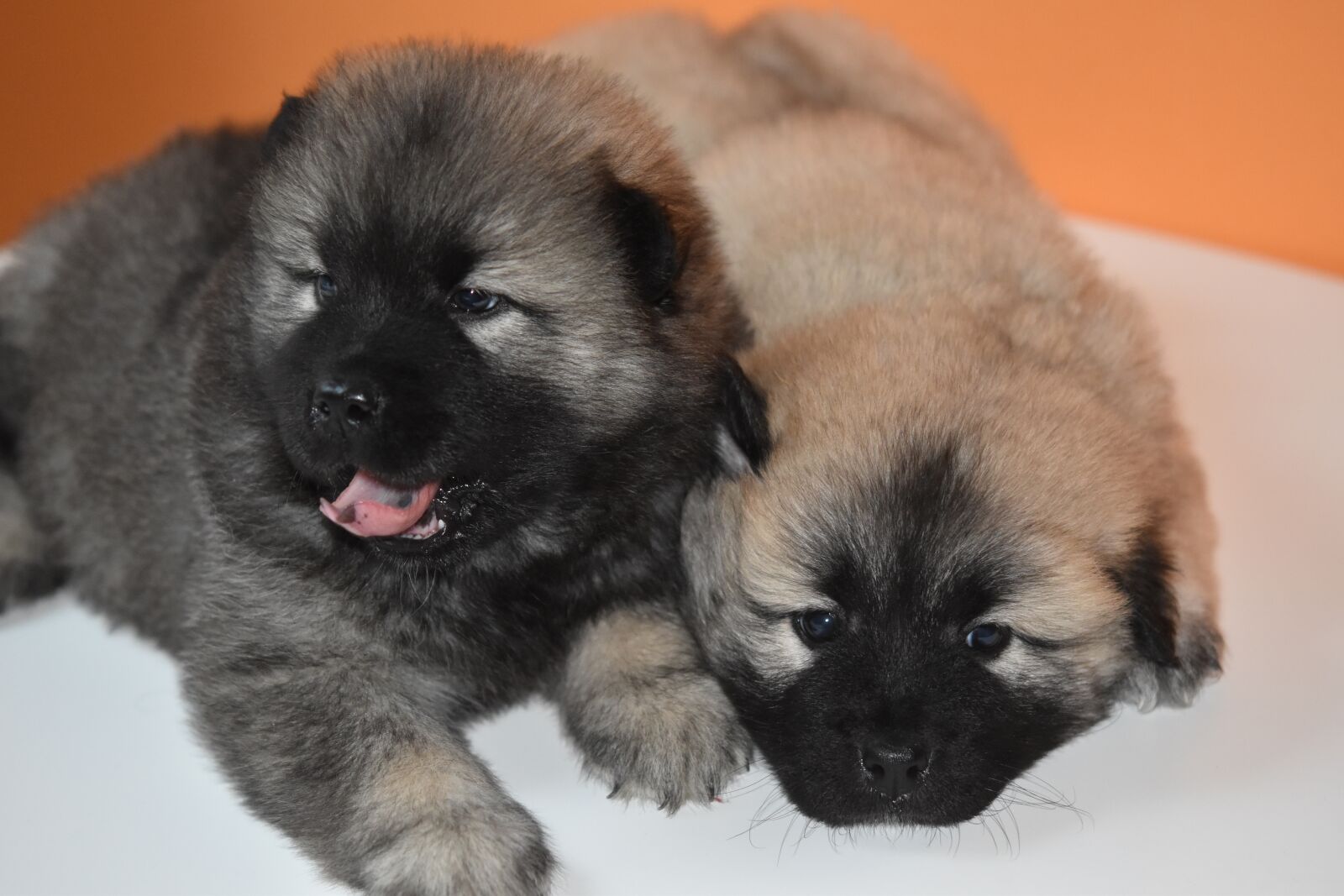 Nikon D5600 sample photo. Dog, puppies, dogs photography