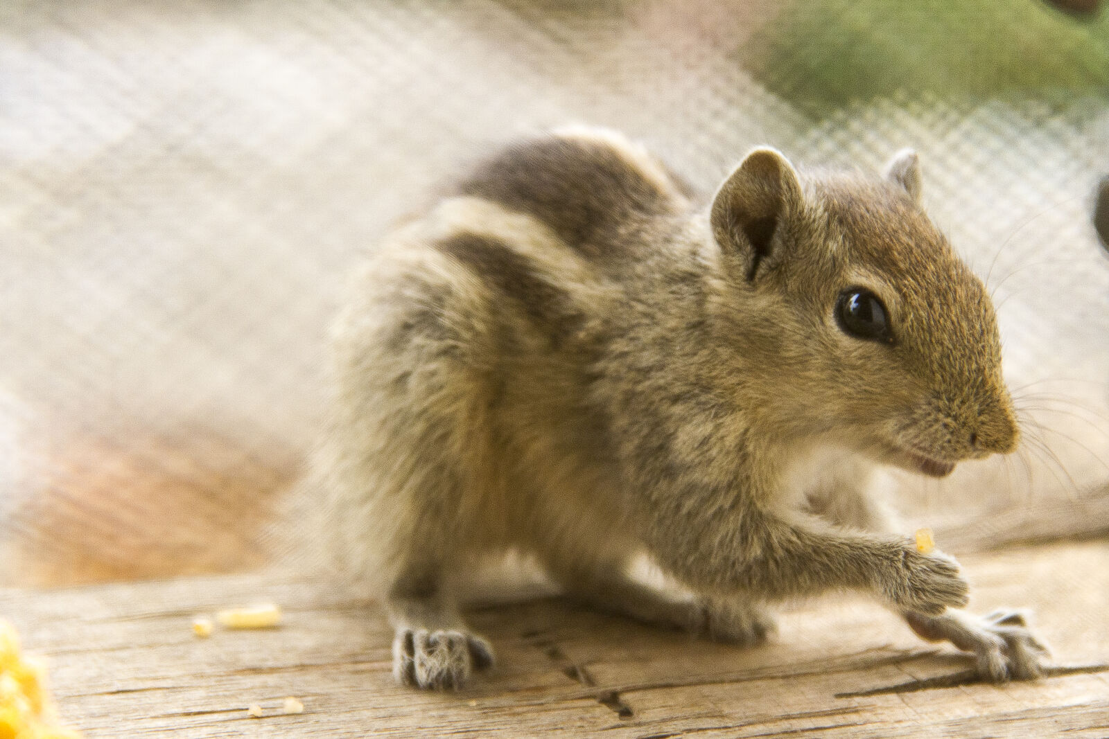 Canon EOS 7D sample photo. Squirrel photography