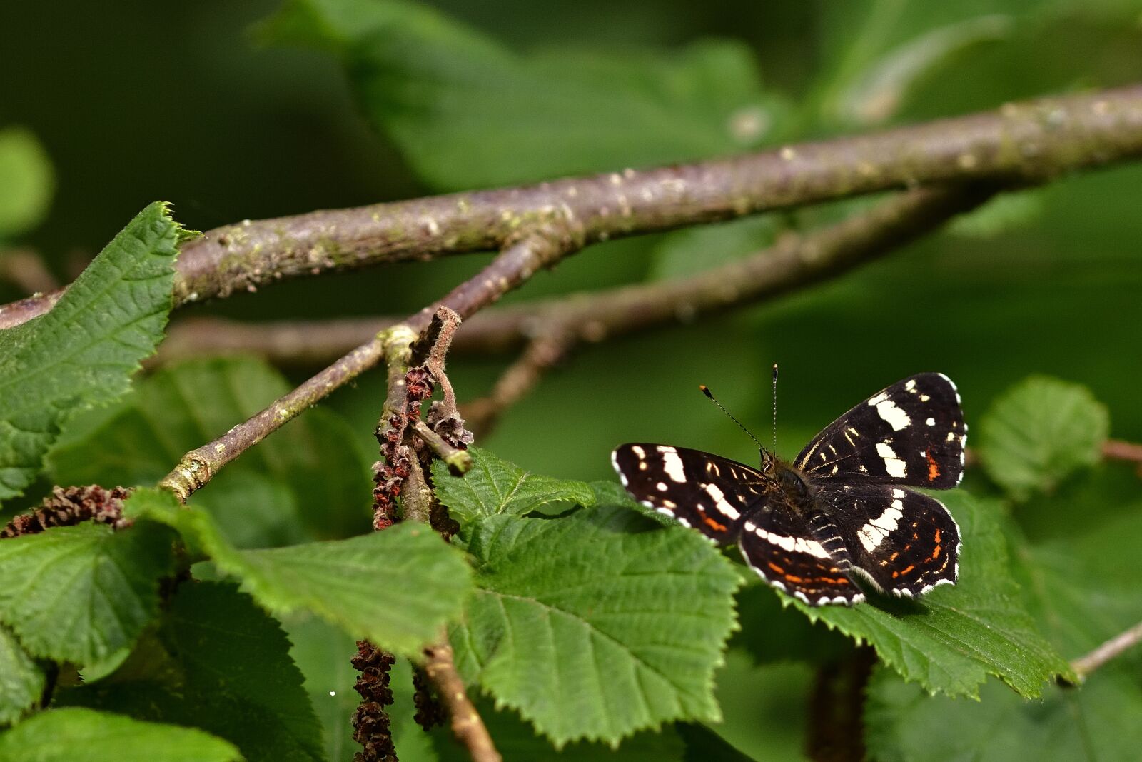 Nikon D5200 sample photo. Butterfly, wings, leaves photography