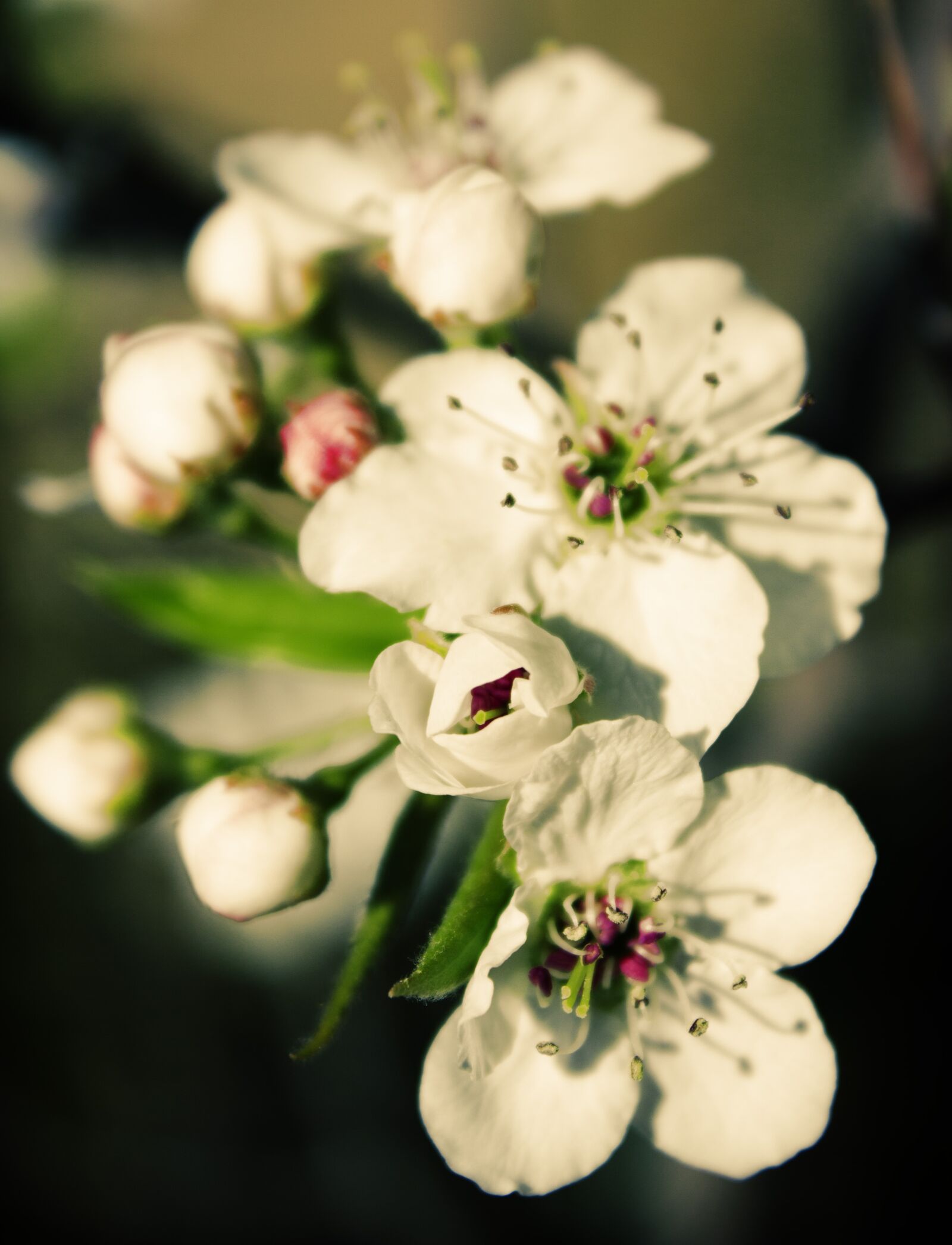 Canon EOS 550D (EOS Rebel T2i / EOS Kiss X4) sample photo. Flower, floral, nature photography