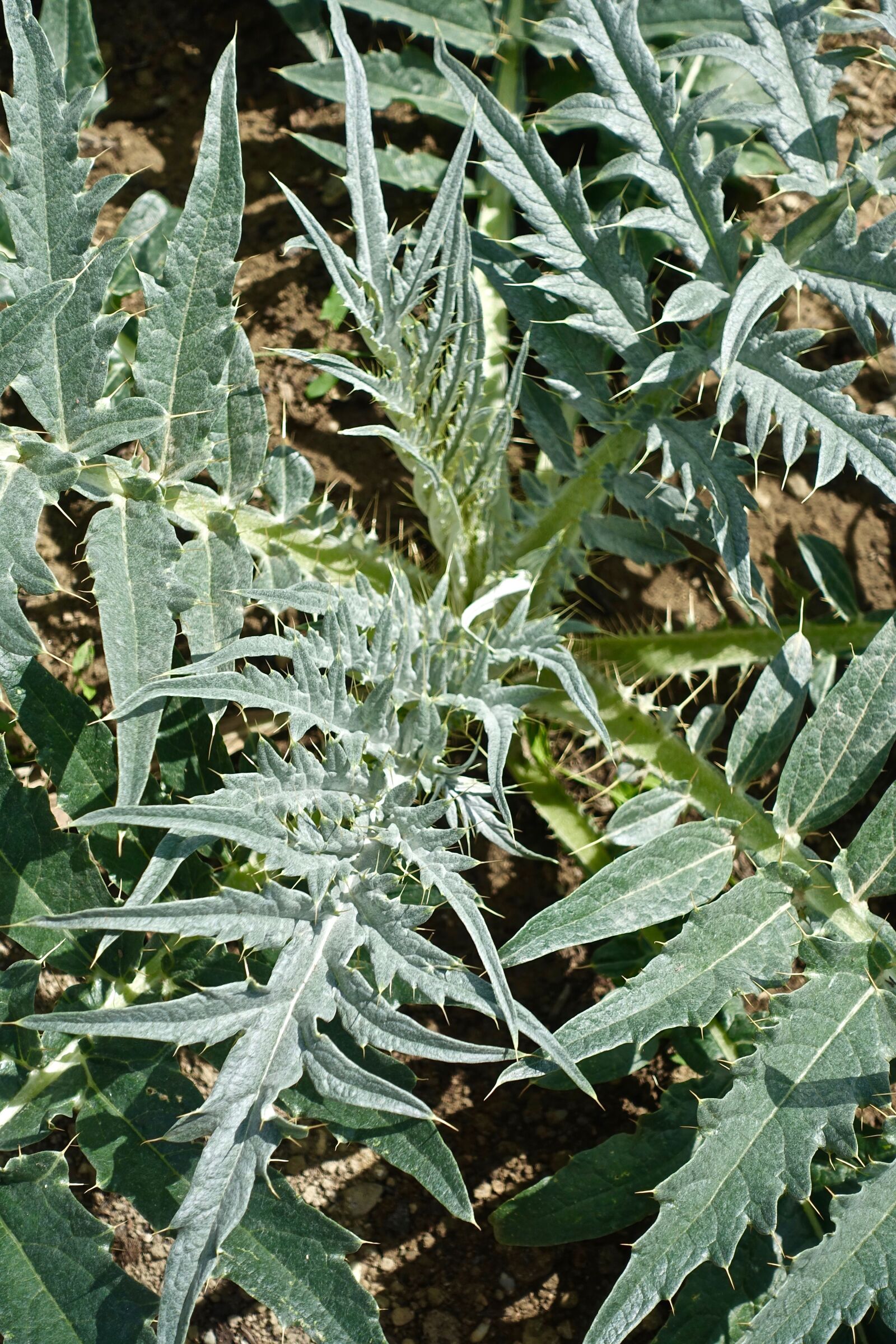 Sony Cyber-shot DSC-RX100 III sample photo. Thistle, leaf, flora photography