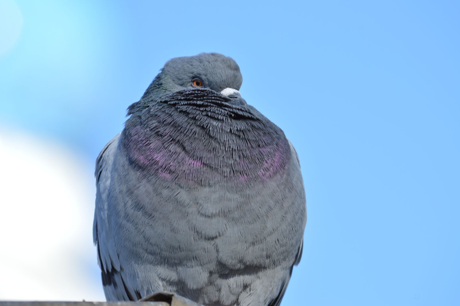 Nikon D3200 sample photo. Bird, dove, fauna photography