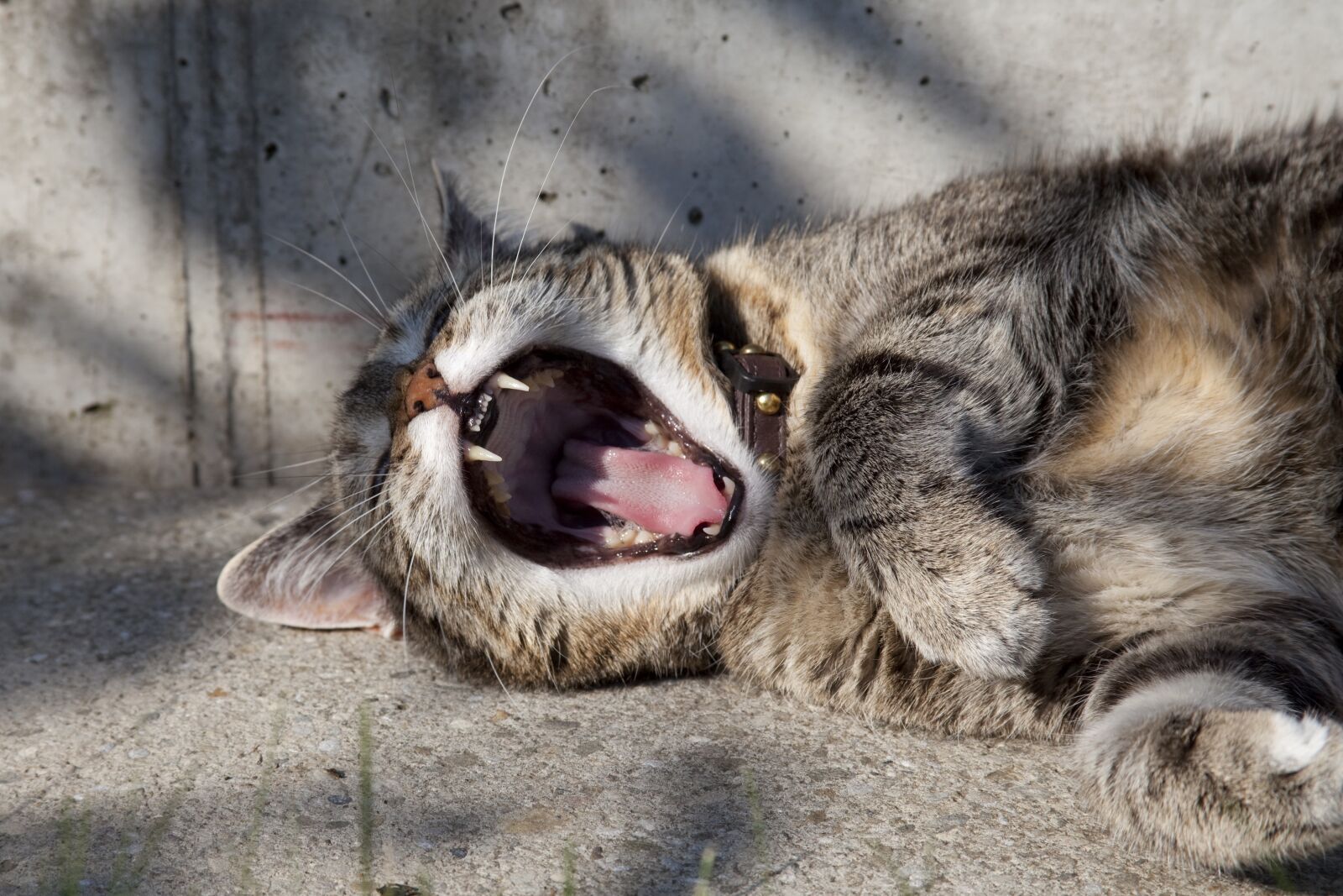 Canon EOS 5D Mark II sample photo. Cat, tiger, yawn photography