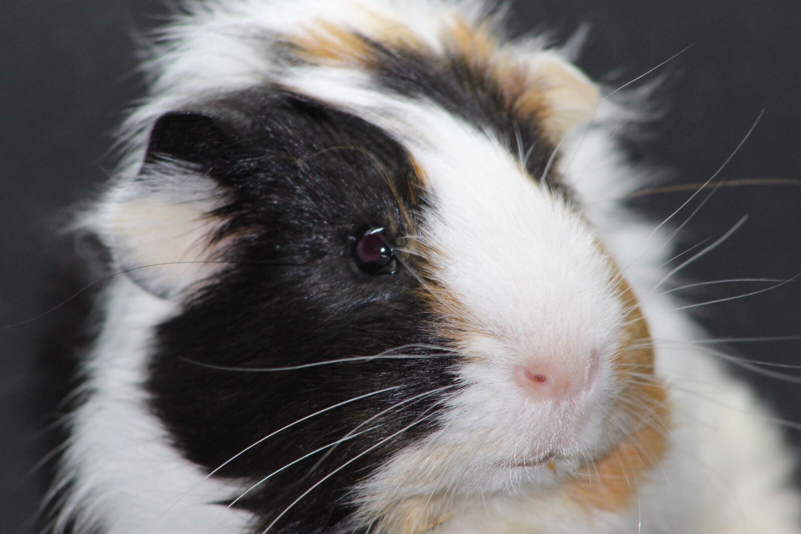 Canon EOS 700D (EOS Rebel T5i / EOS Kiss X7i) sample photo. Sea pig fur, animal photography