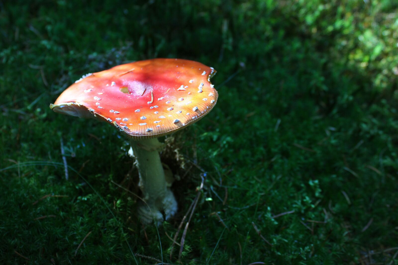 Canon EOS 600D (Rebel EOS T3i / EOS Kiss X5) sample photo. Fungus, forest, toadstool photography