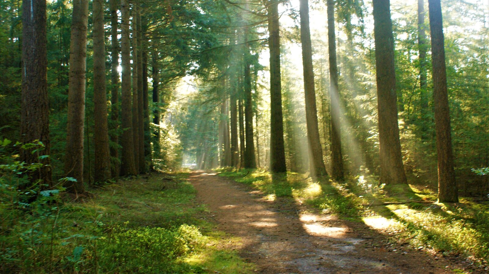 Sony Alpha DSLR-A350 sample photo. Mist, forest, sun rays photography