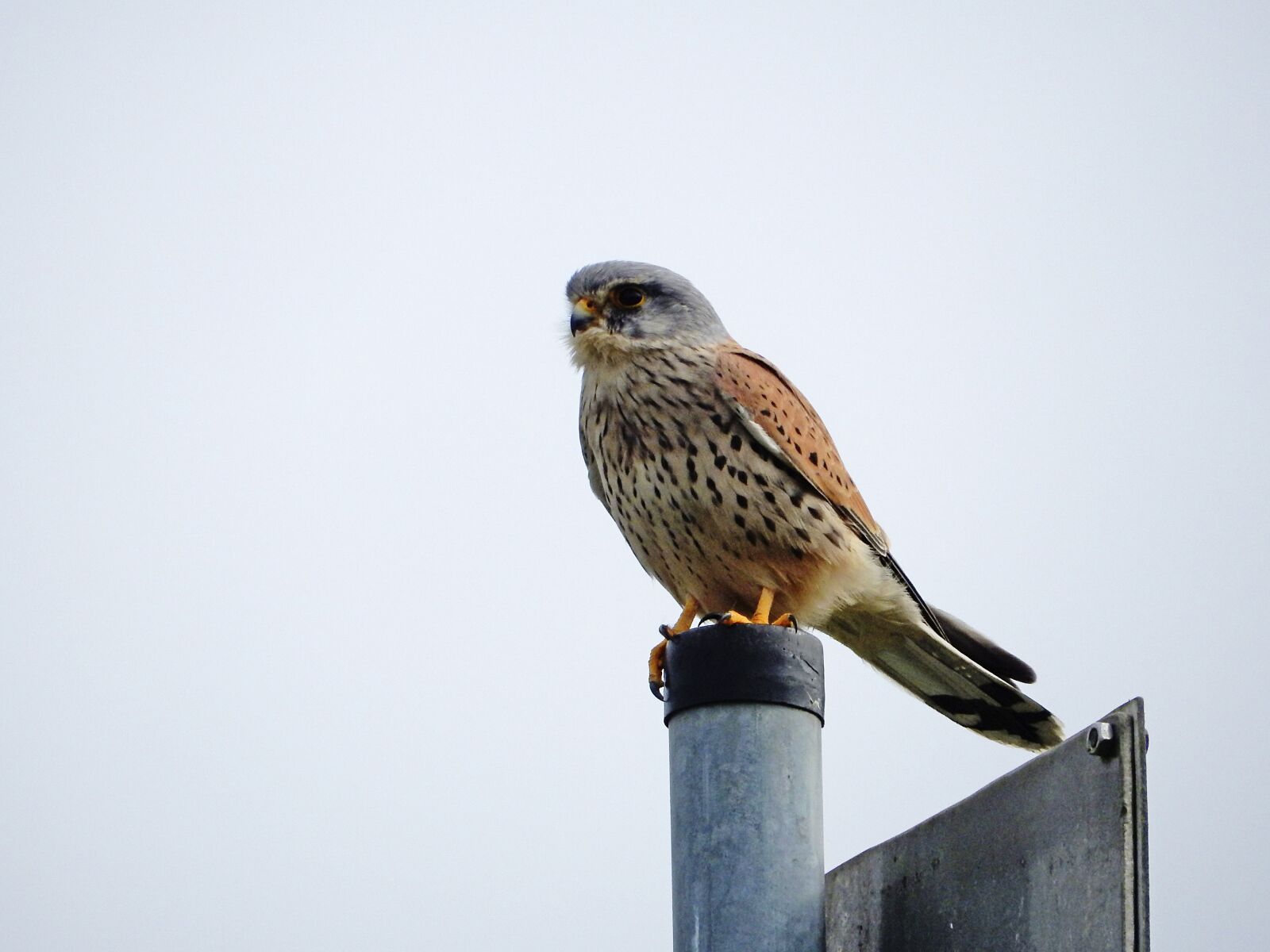 Nikon Coolpix S9700 sample photo. Peregrine falcon, elbe, bird photography