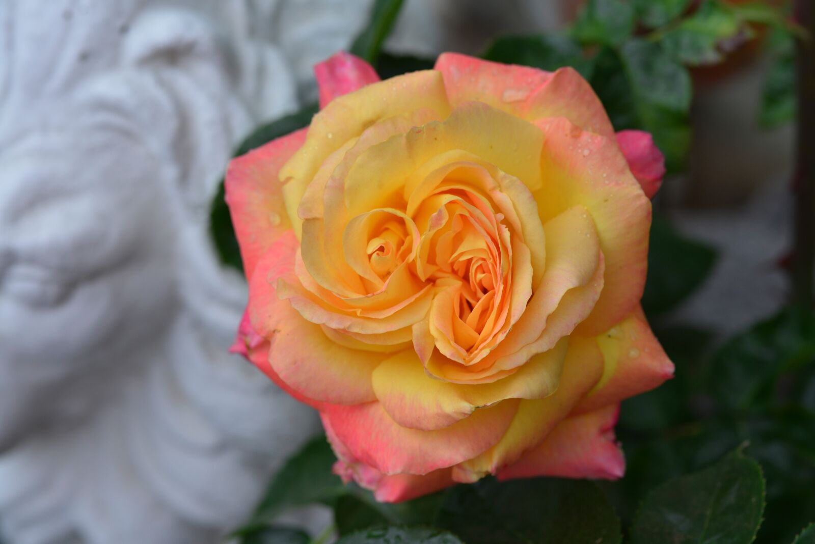 Nikon D800E sample photo. Rose, flower, blossom photography