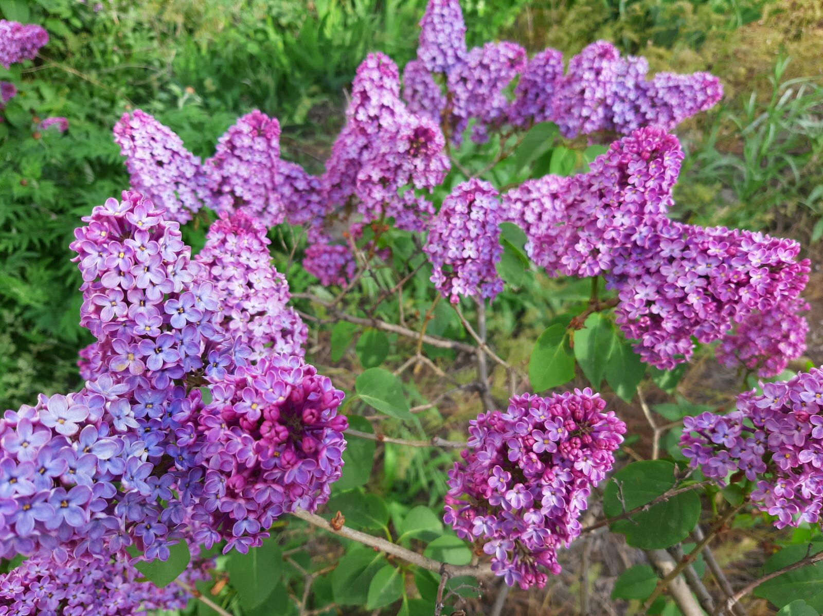 Samsung Galaxy A50 sample photo. Lilac, spring, tree photography