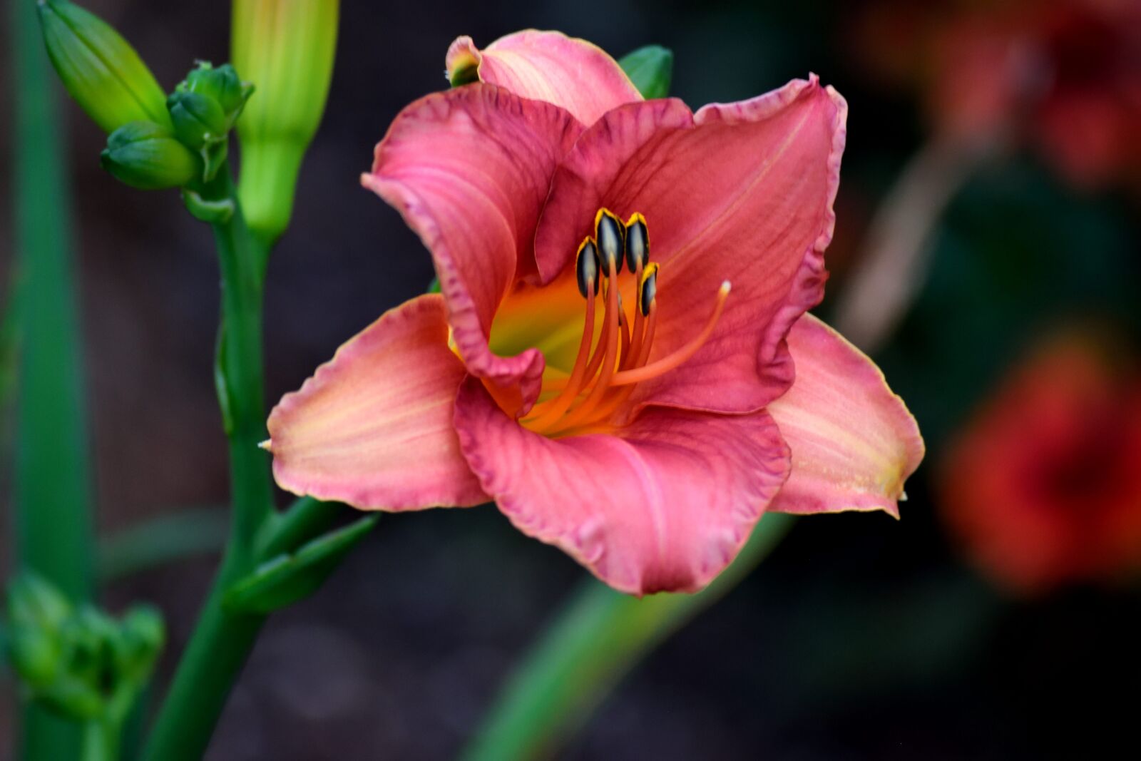 Nikon D3300 sample photo. Day lily, lily, flower photography