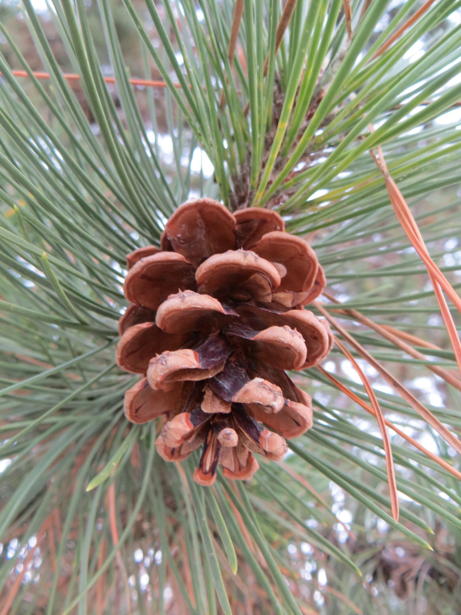 Canon PowerShot SX260 HS sample photo. Pine, nature, wood photography