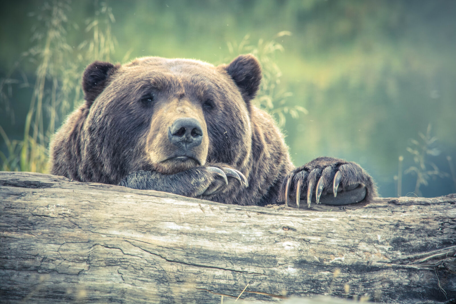 Nikon D5200 sample photo. Animal, animal, photography, bear photography