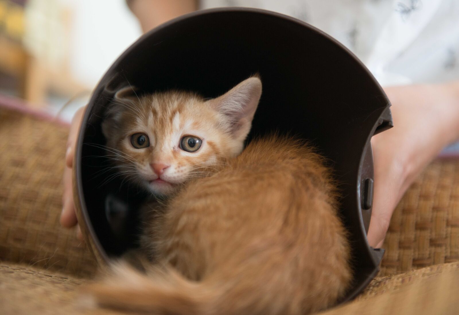 Nikon AF-S Nikkor 24-70mm F2.8G ED sample photo. Cat, small, yellow photography