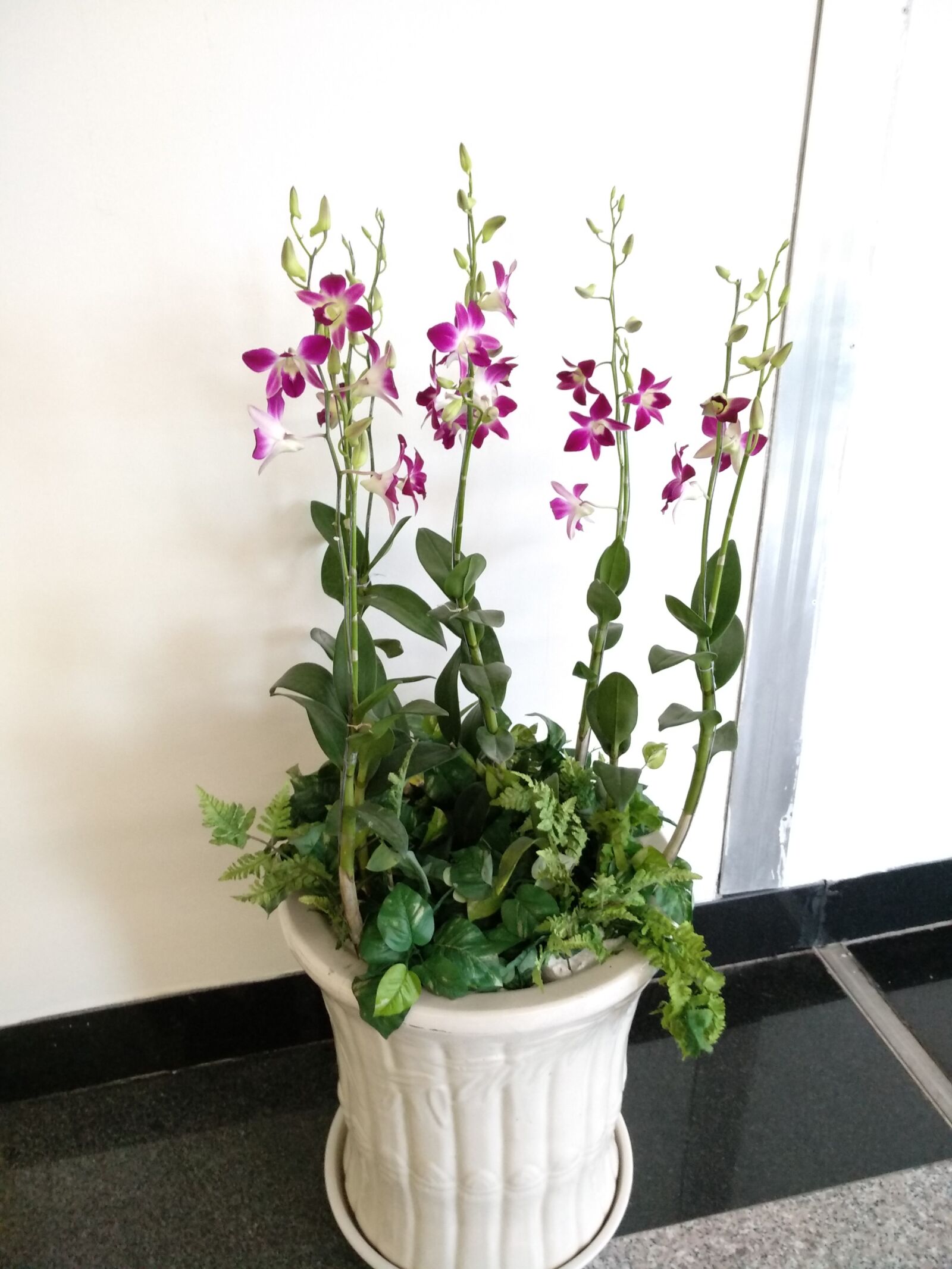 Xiaomi MI MAX 2 sample photo. Orchid, nature, blossom photography