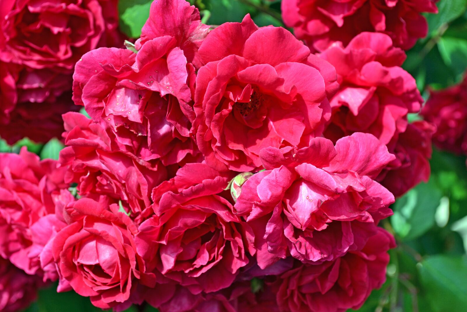 Nikon D3100 sample photo. Roses, flowers, red photography