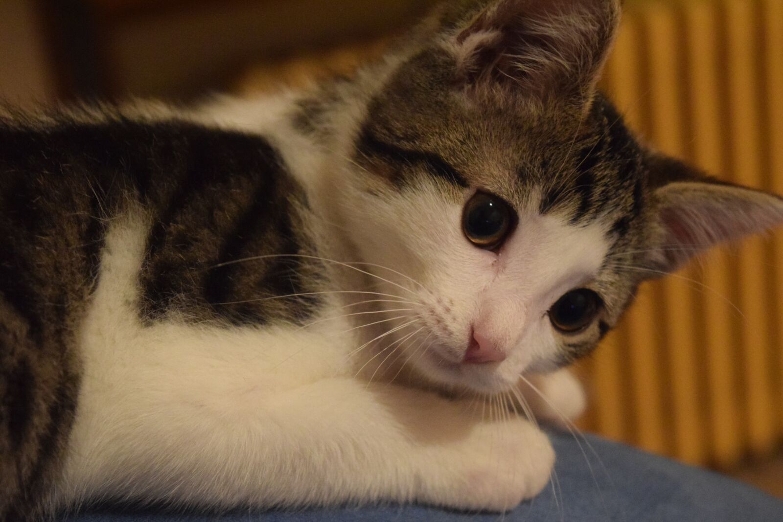 Nikon D3300 sample photo. Cat, mieze, animal photography