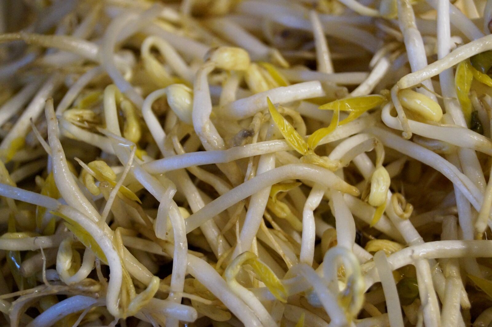 Sony SLT-A58 sample photo. Mung beans, bean sprouts photography