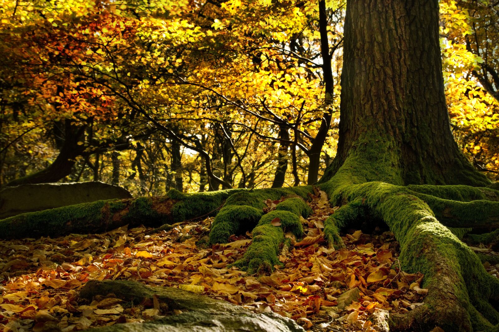 Sony ILCA-77M2 sample photo. Roots, beech forest, leaves photography