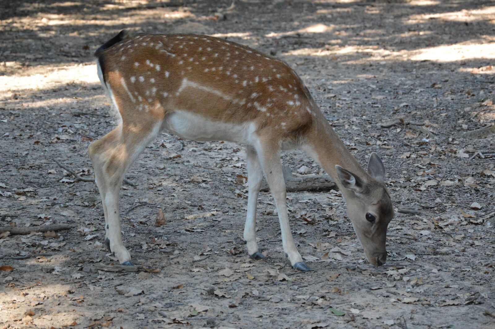 Nikon D3200 sample photo. Deer, animals, zoo photography