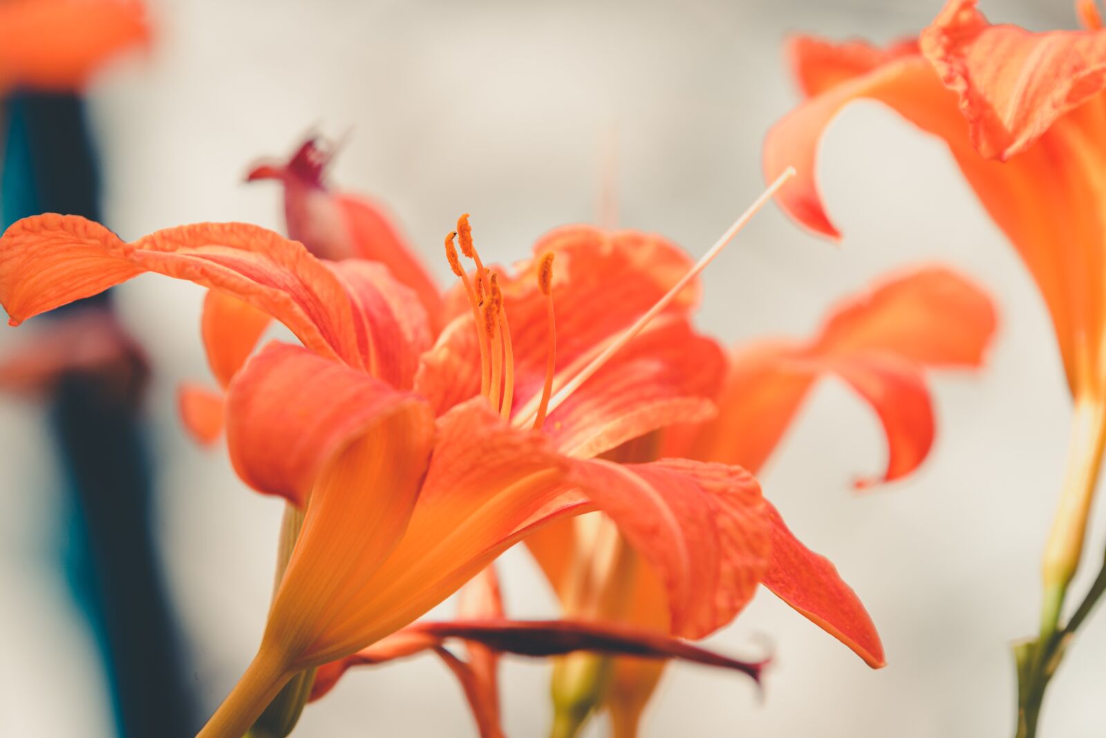 Nikon D610 sample photo. Lily, flower, orange photography