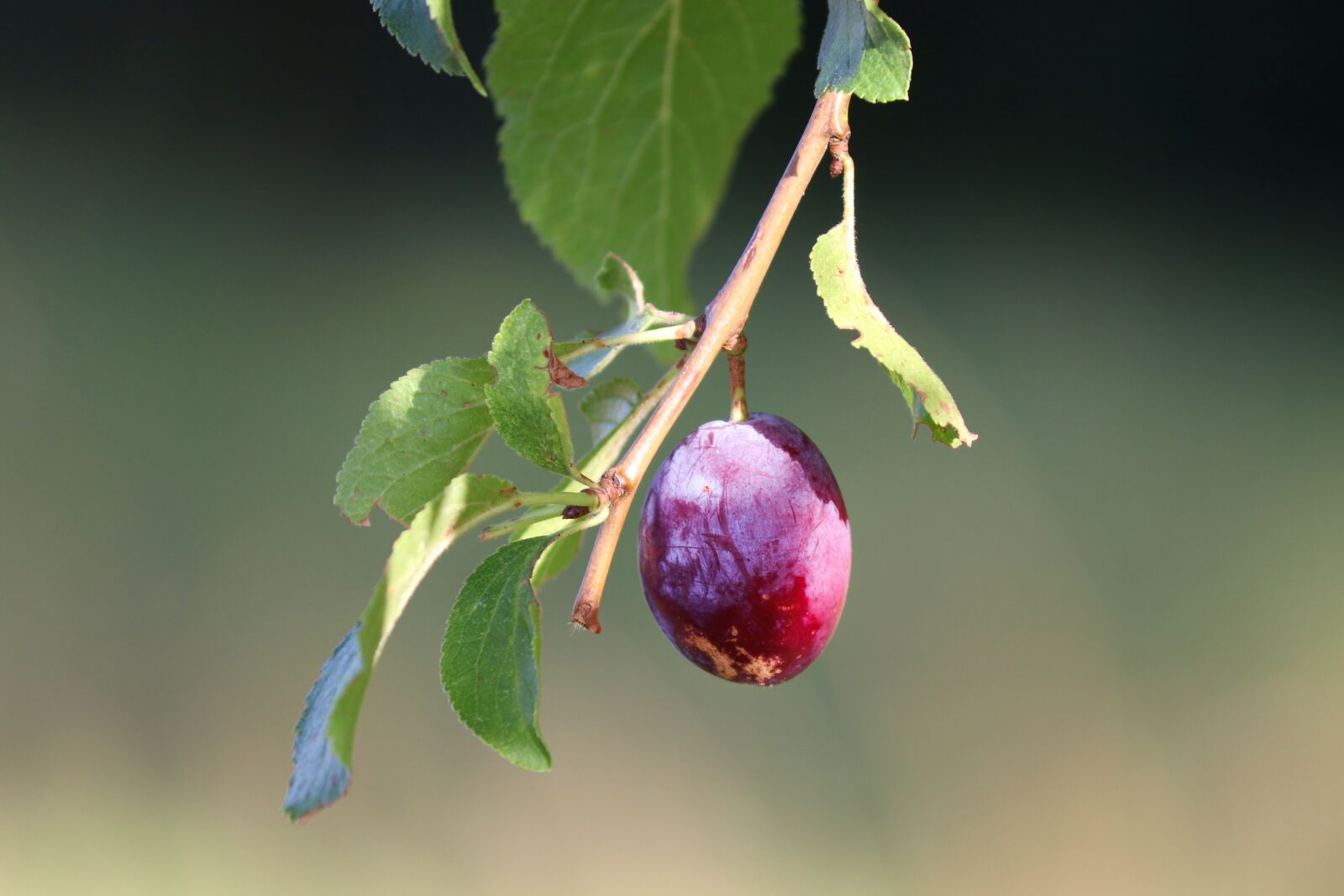 Canon EOS 200D (EOS Rebel SL2 / EOS Kiss X9) sample photo. Plum, prunus domestica, fruit photography