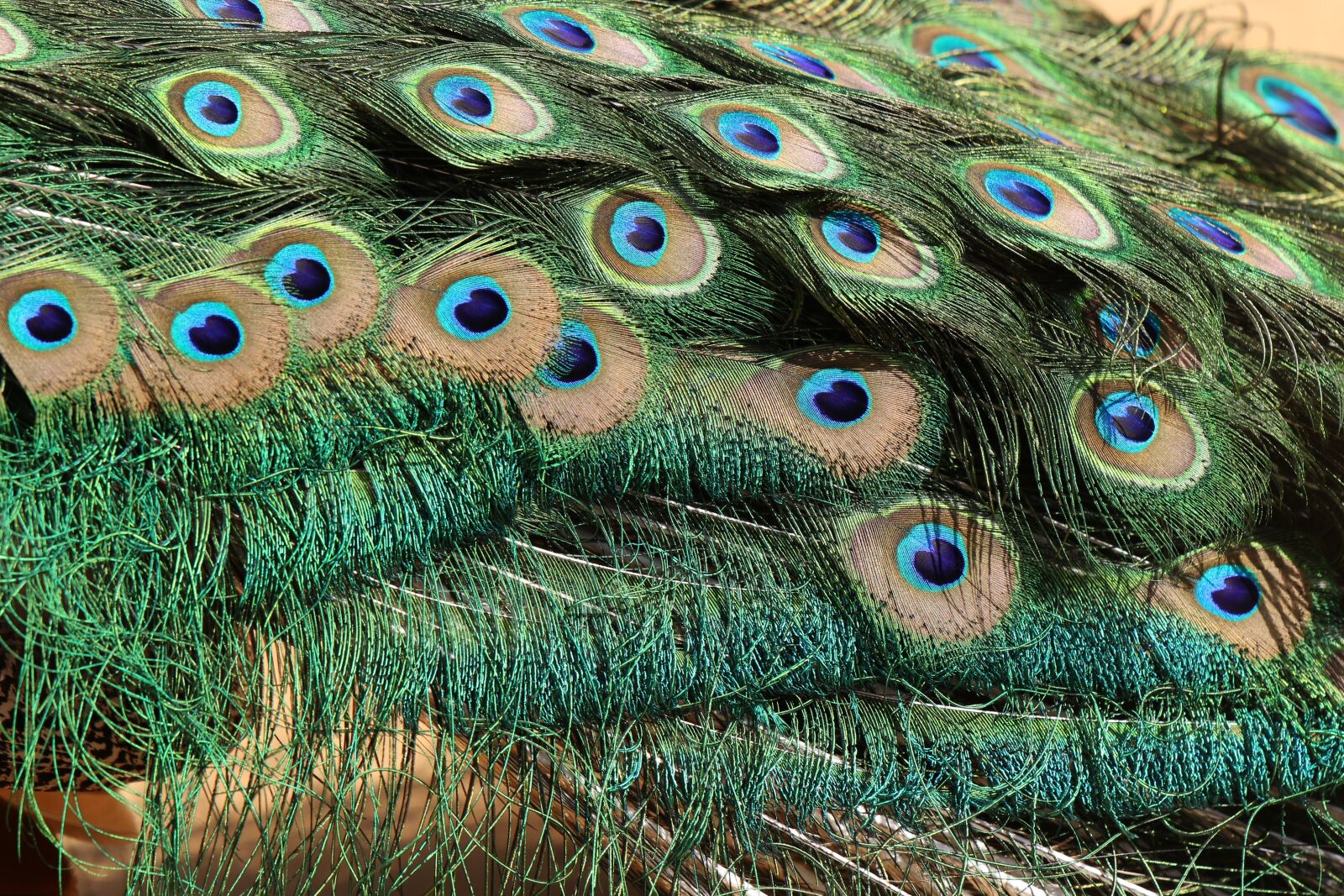 Tamron SP 70-200mm F2.8 Di VC USD G2 sample photo. Bird, peacock, tail photography