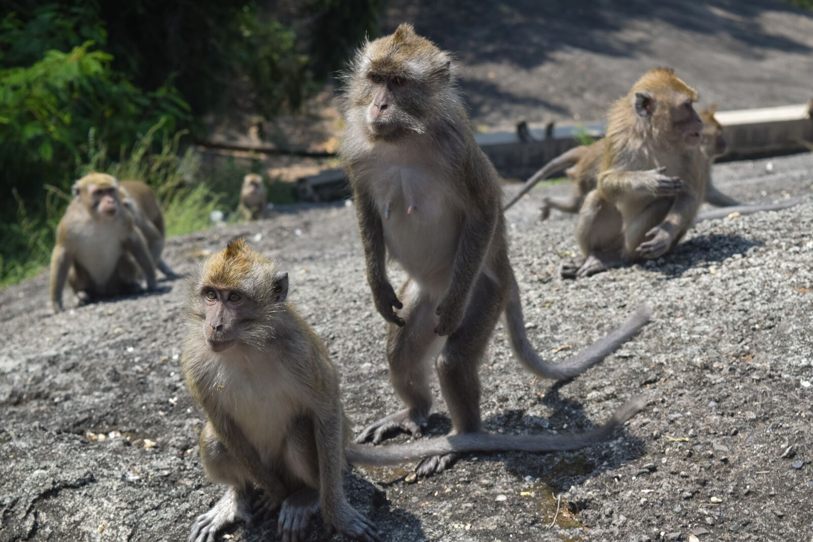 Nikon D3300 sample photo. Monkey, forest, animals photography