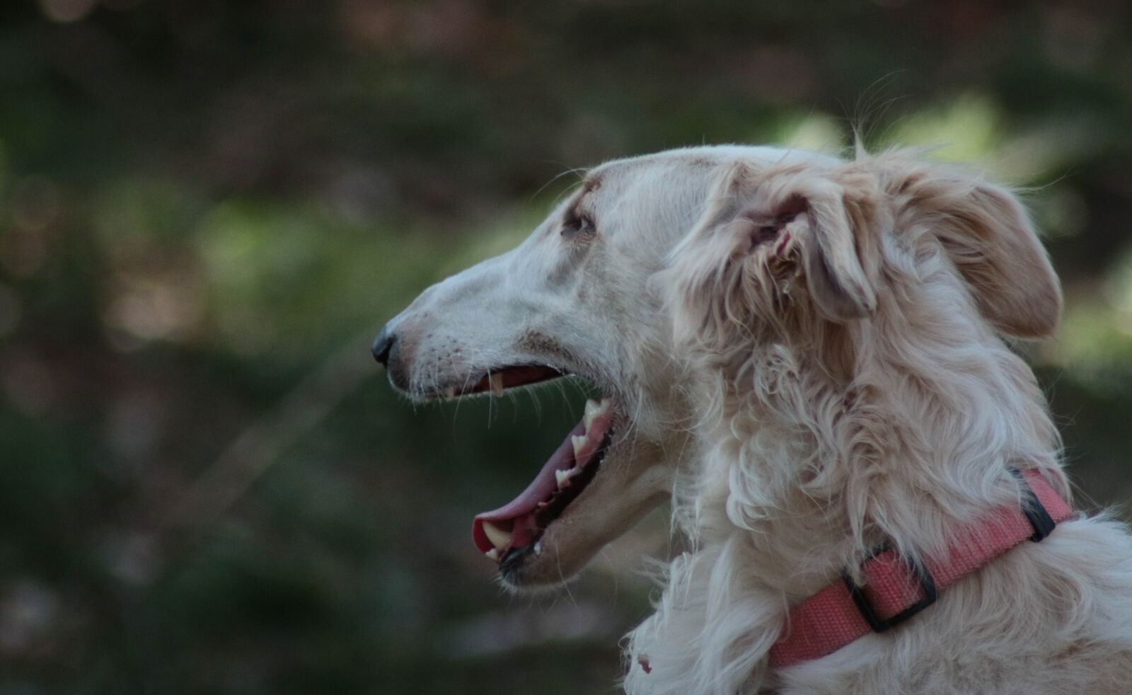 Canon EOS 70D sample photo. Borzoi, greyhound, dog photography