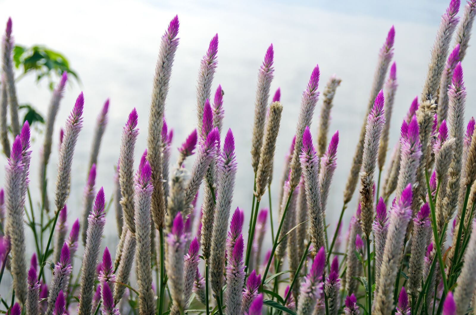 Pentax K-5 sample photo. Laos, pink flowers, erected photography