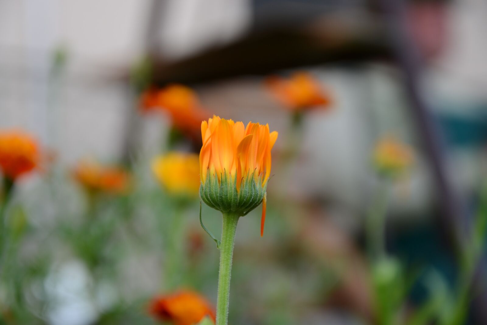 Nikon D3100 sample photo. Orange, flower, nature photography