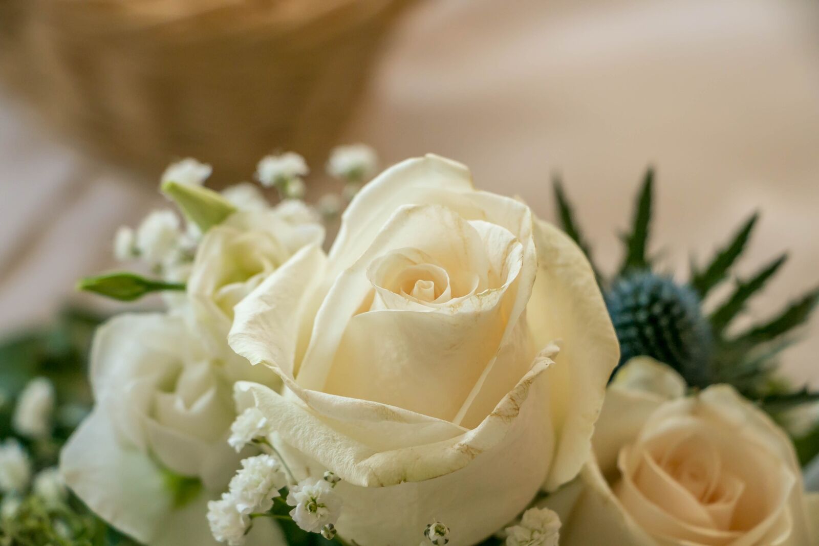 Canon EOS 70D sample photo. Rose, white, blossom photography