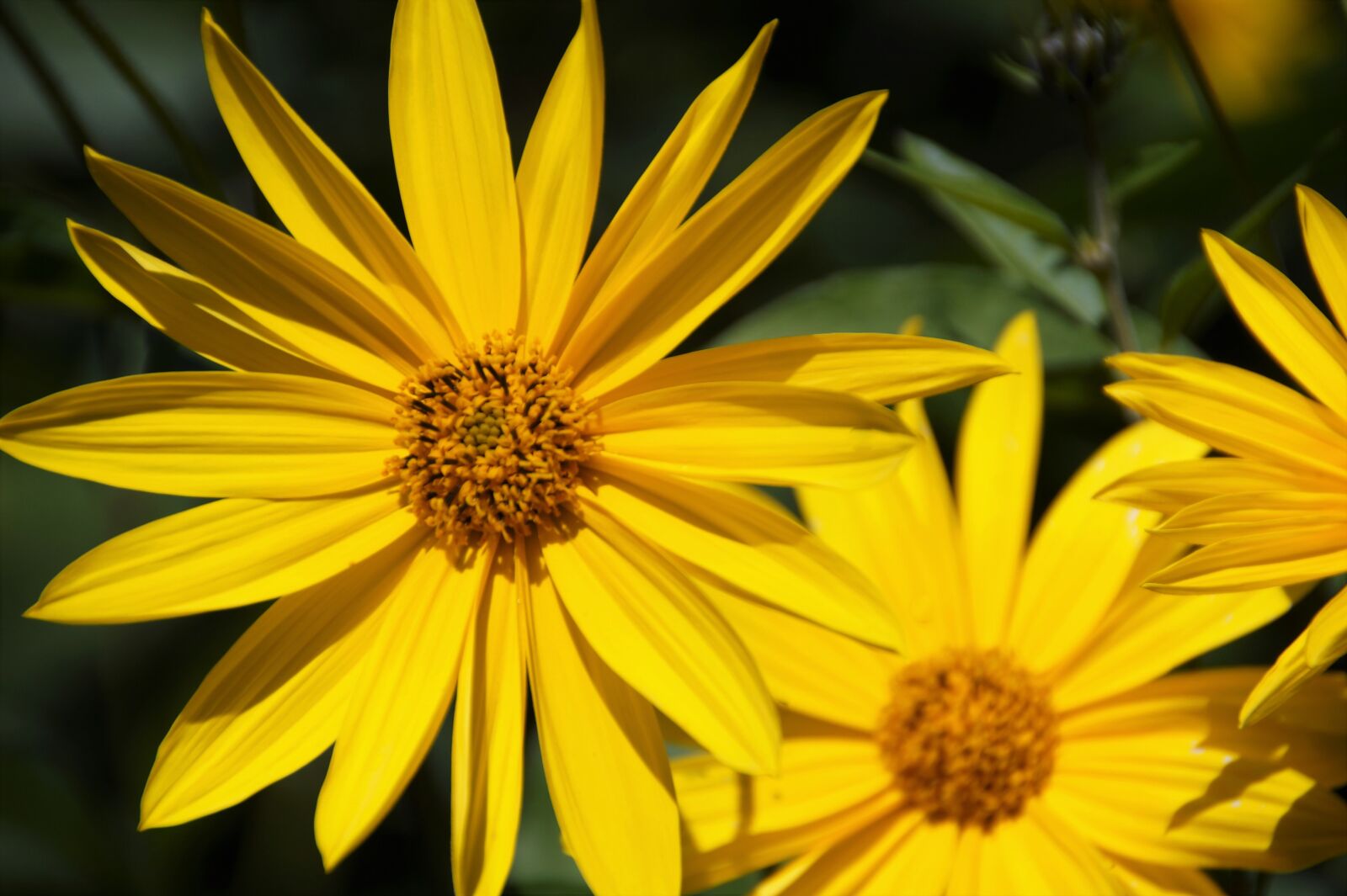 Sony SLT-A58 sample photo. Jerusalem artichoke, flower, bright photography