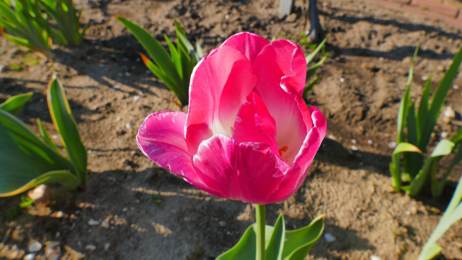 Panasonic Lumix DMC-FZ1000 sample photo. Tulip, flower, spring photography