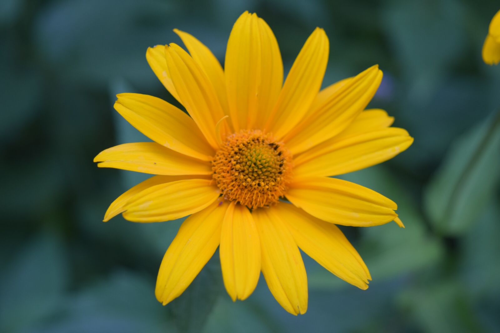 Nikon D5300 sample photo. Flower yellow, daisy yellow photography