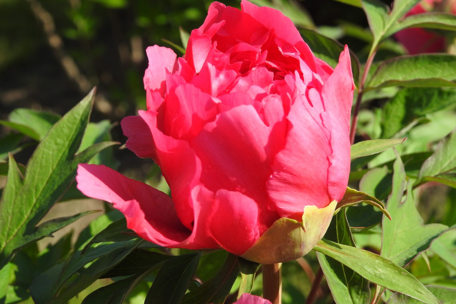 Nikon Coolpix P900 sample photo. Peony, flower, garden photography