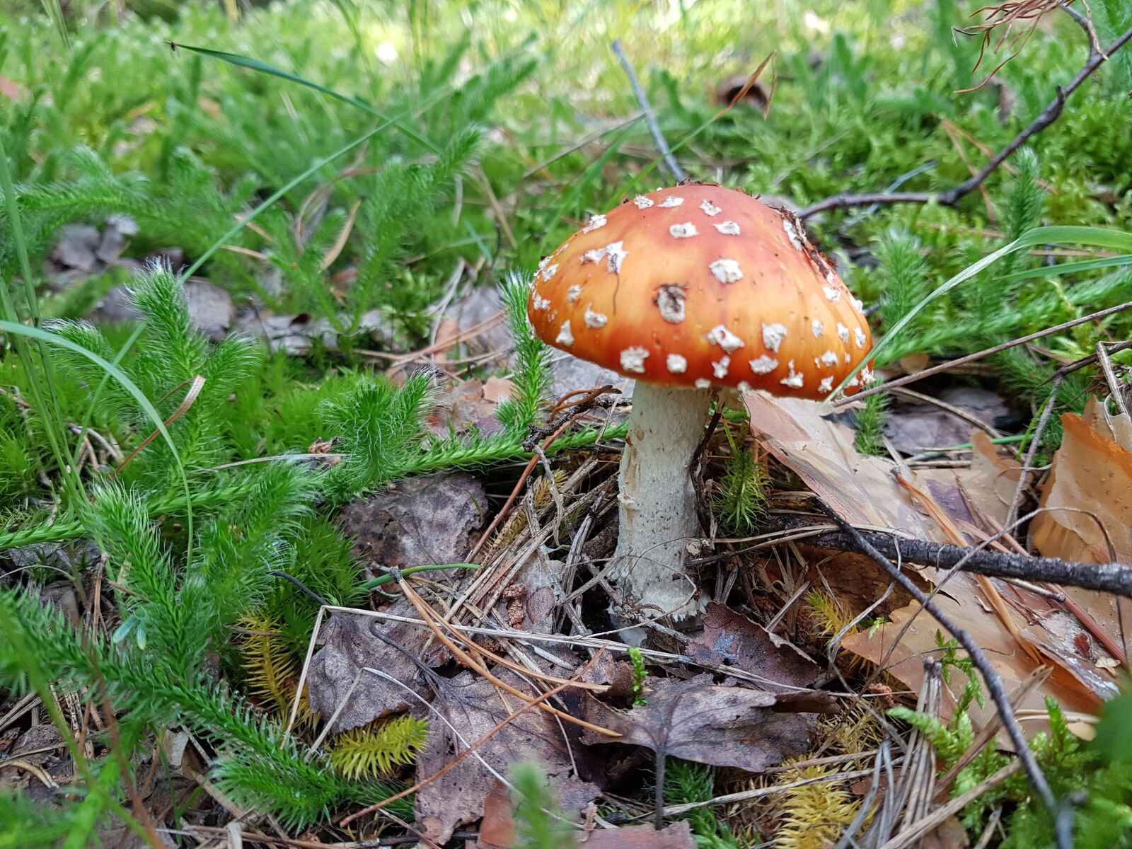 Samsung Galaxy S7 sample photo. Toadstool, mushroom, mushrooms photography