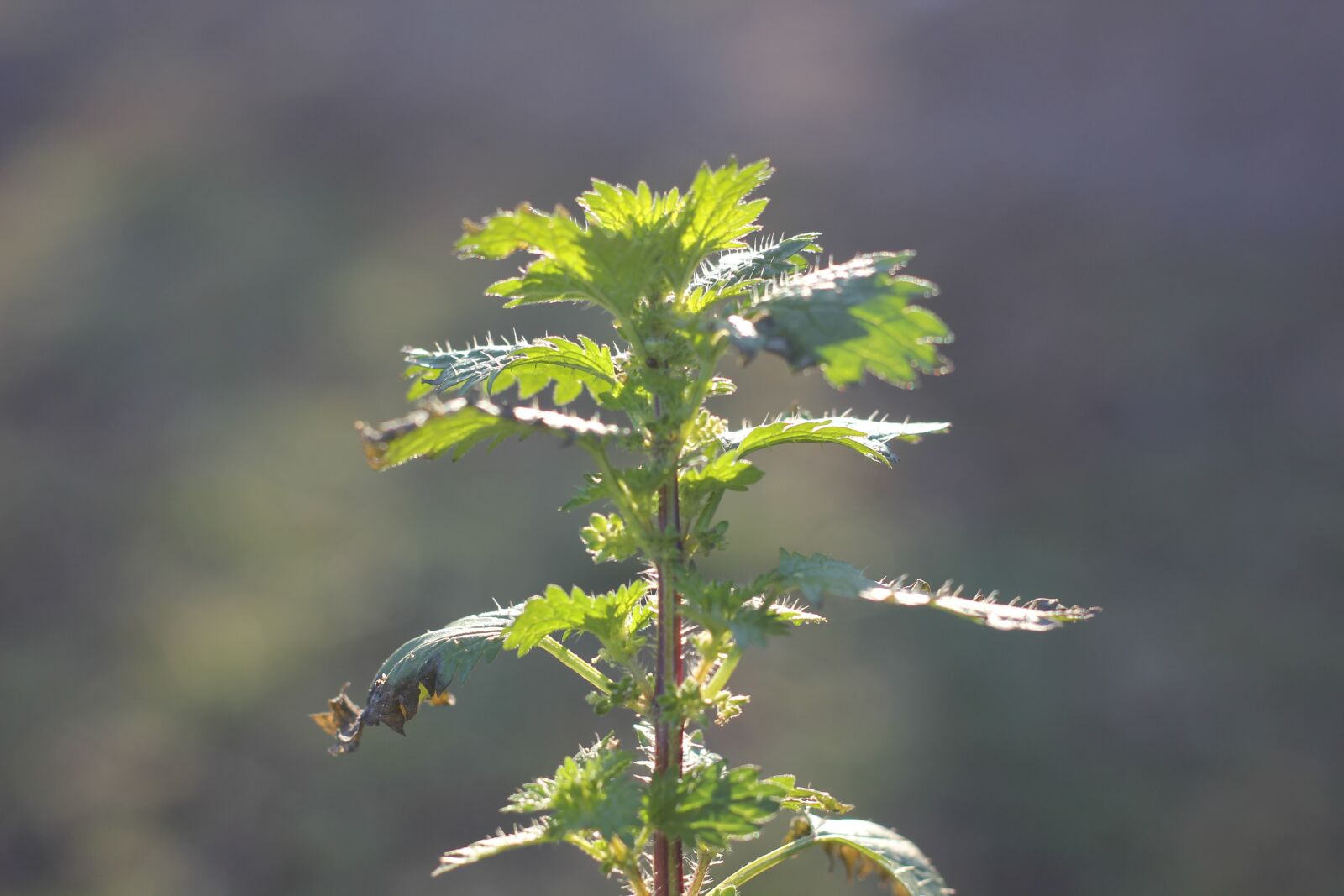 Canon EOS 550D (EOS Rebel T2i / EOS Kiss X4) sample photo. Plant, nettle, burn photography
