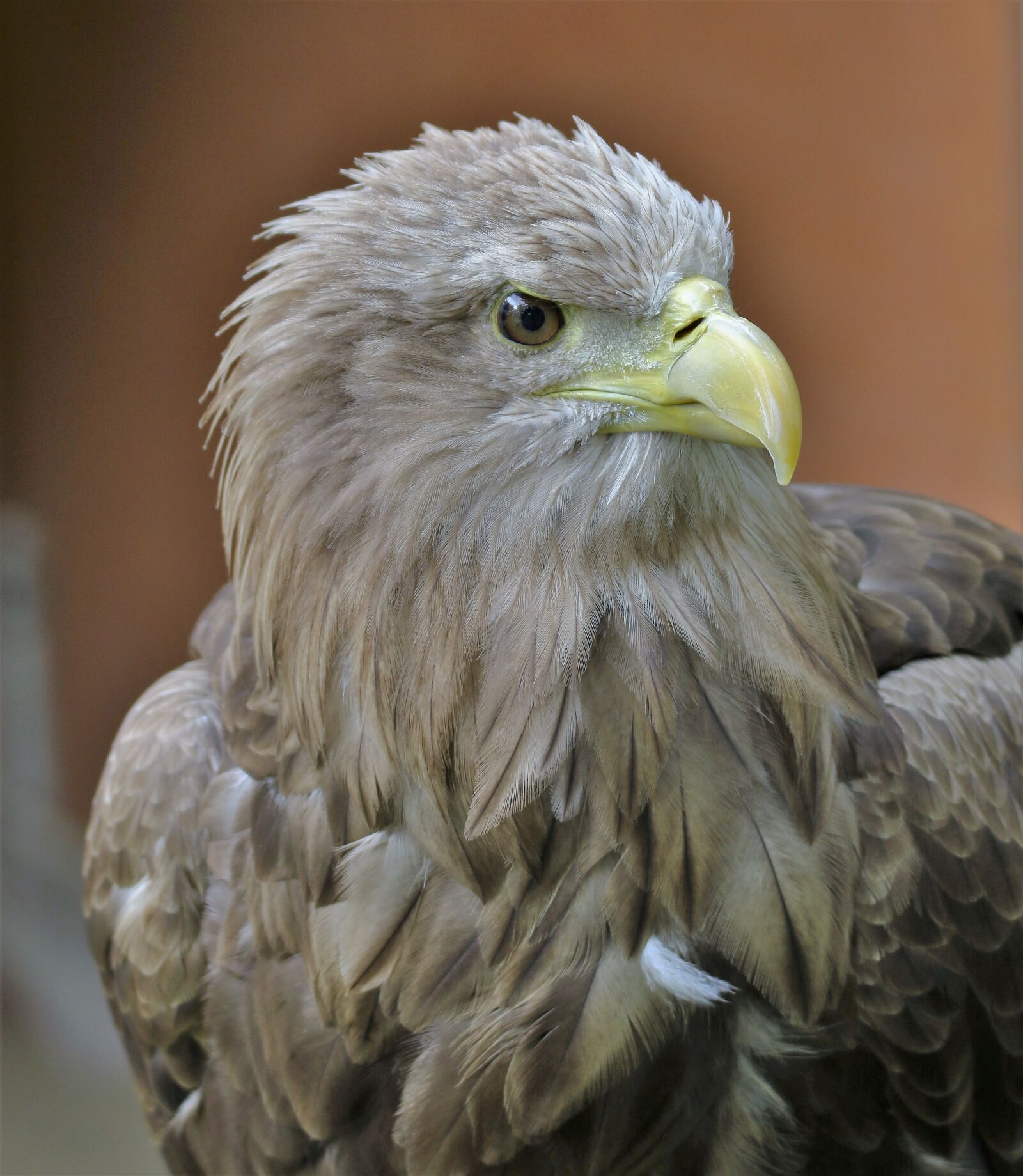 Canon EOS 7D Mark II sample photo. White tailed sea eagle photography