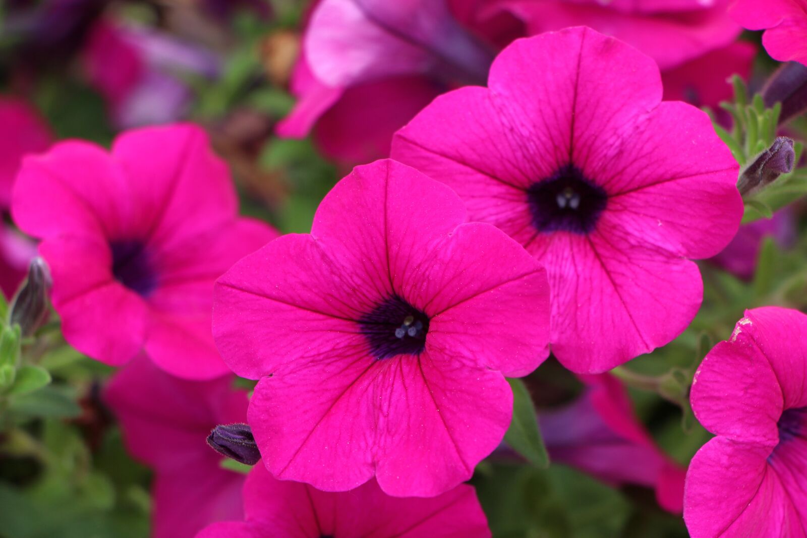 Canon EOS 650D (EOS Rebel T4i / EOS Kiss X6i) sample photo. Petunia, plants, flowers photography