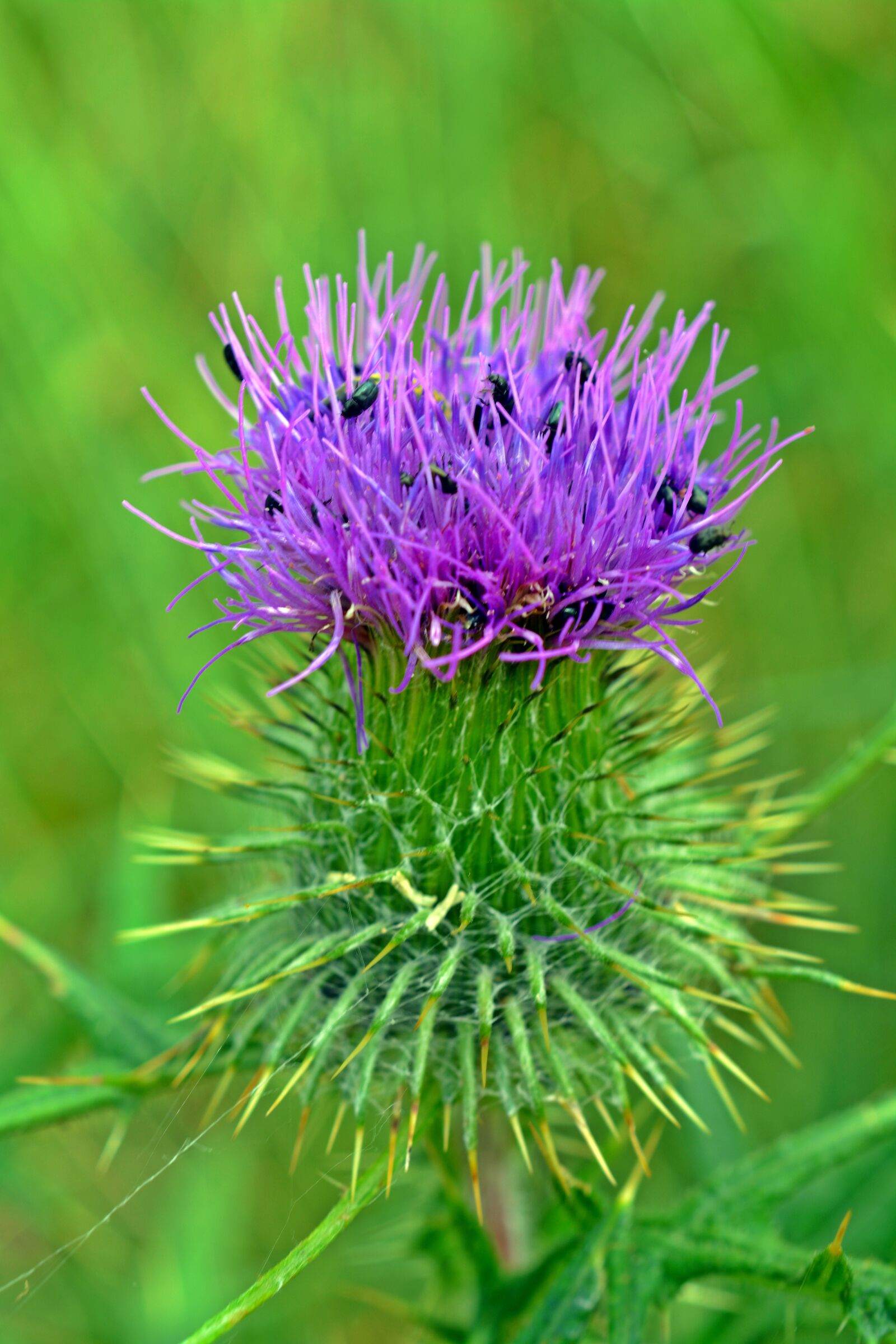 Nikon D5200 sample photo. Thistle, thistle flower, close photography