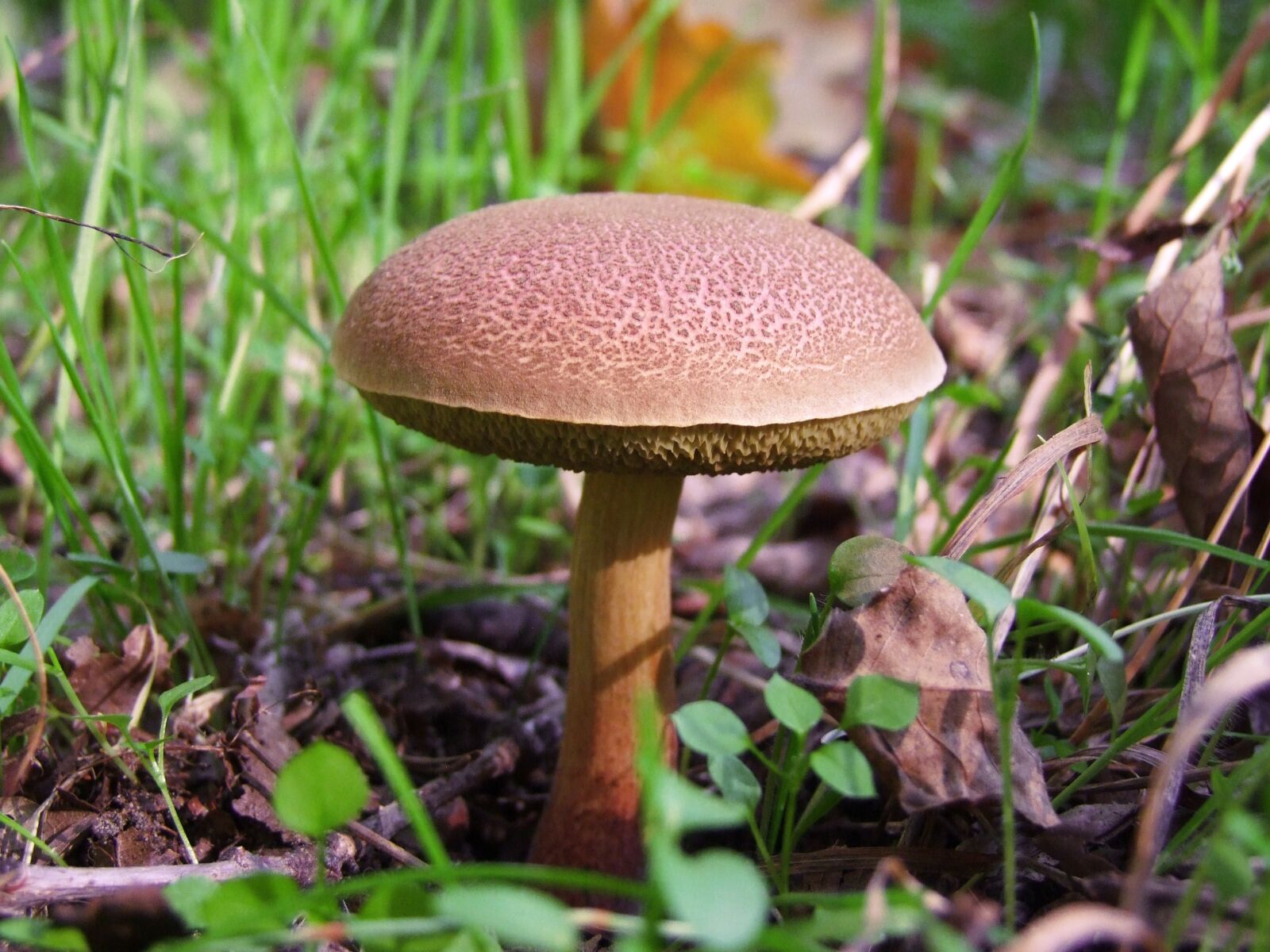 Fujifilm FinePix S100fs sample photo. Mushroom, brown, lonely photography