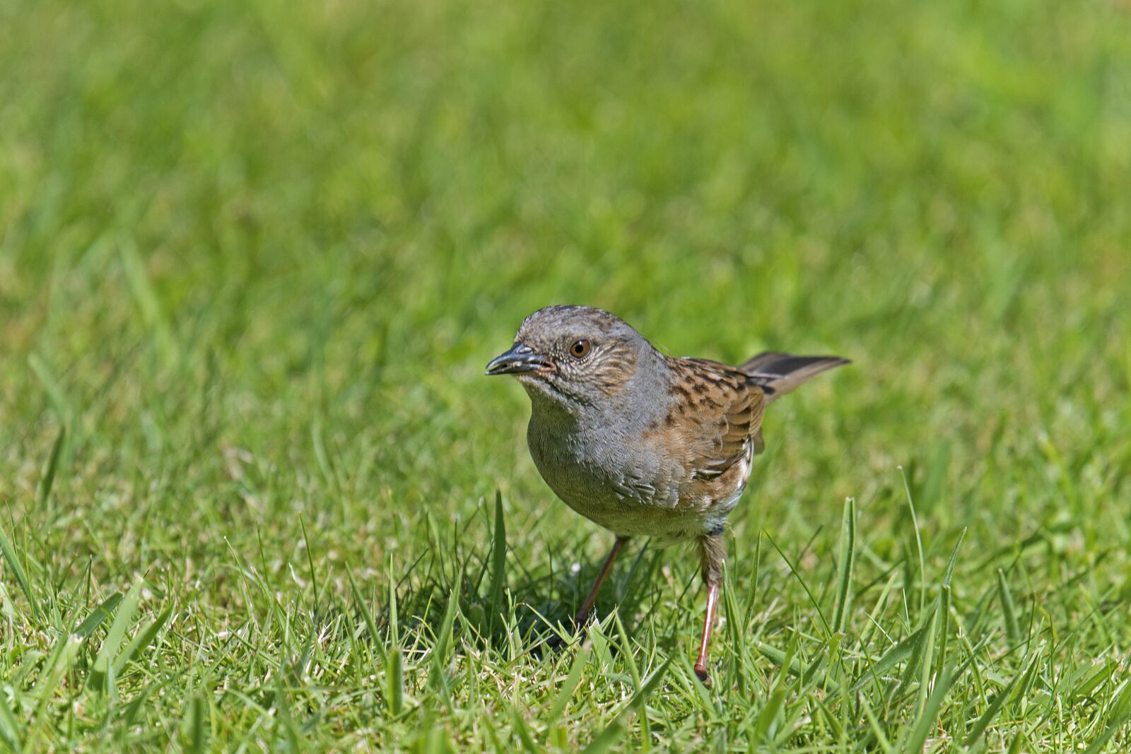 Nikon D500 sample photo. Dunnock, songbird, bird photography