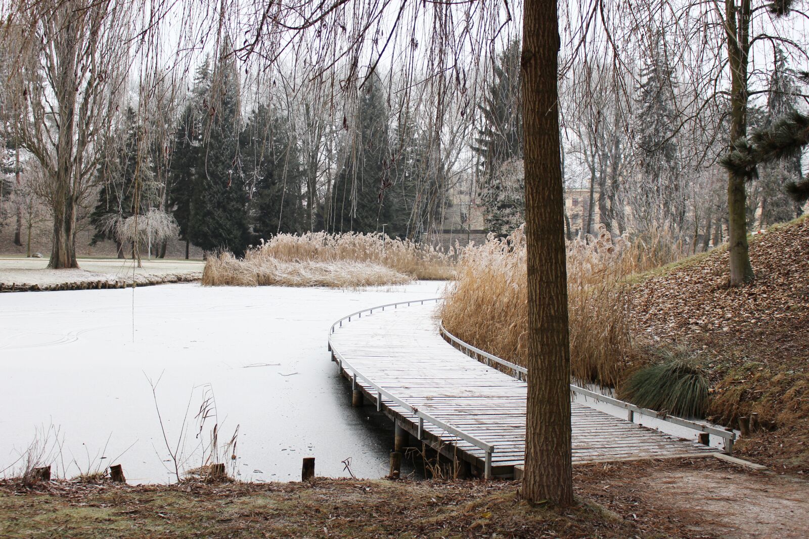 Canon EOS 100D (EOS Rebel SL1 / EOS Kiss X7) sample photo. Winter, frost, snow photography