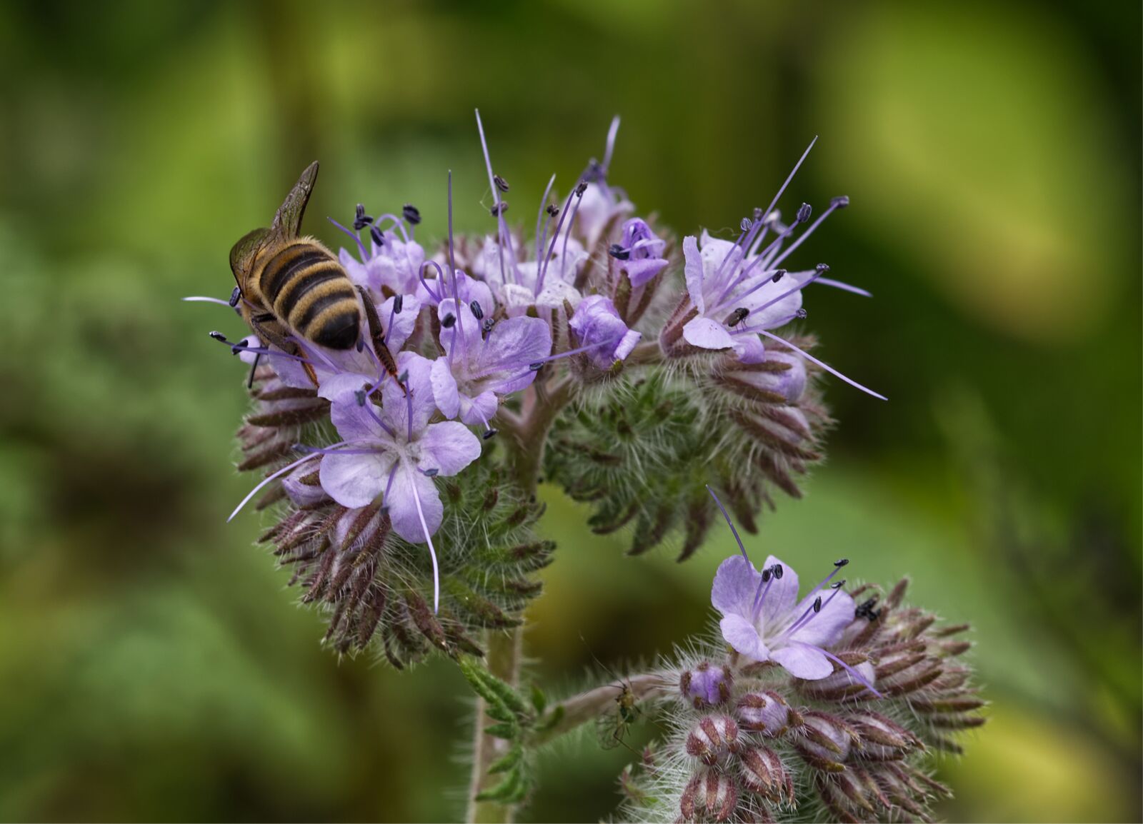 Nikon D5500 sample photo. Purple, flower, blossom photography